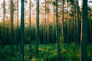 Pinewood forest in sunrise, Sognsvann, Oslo